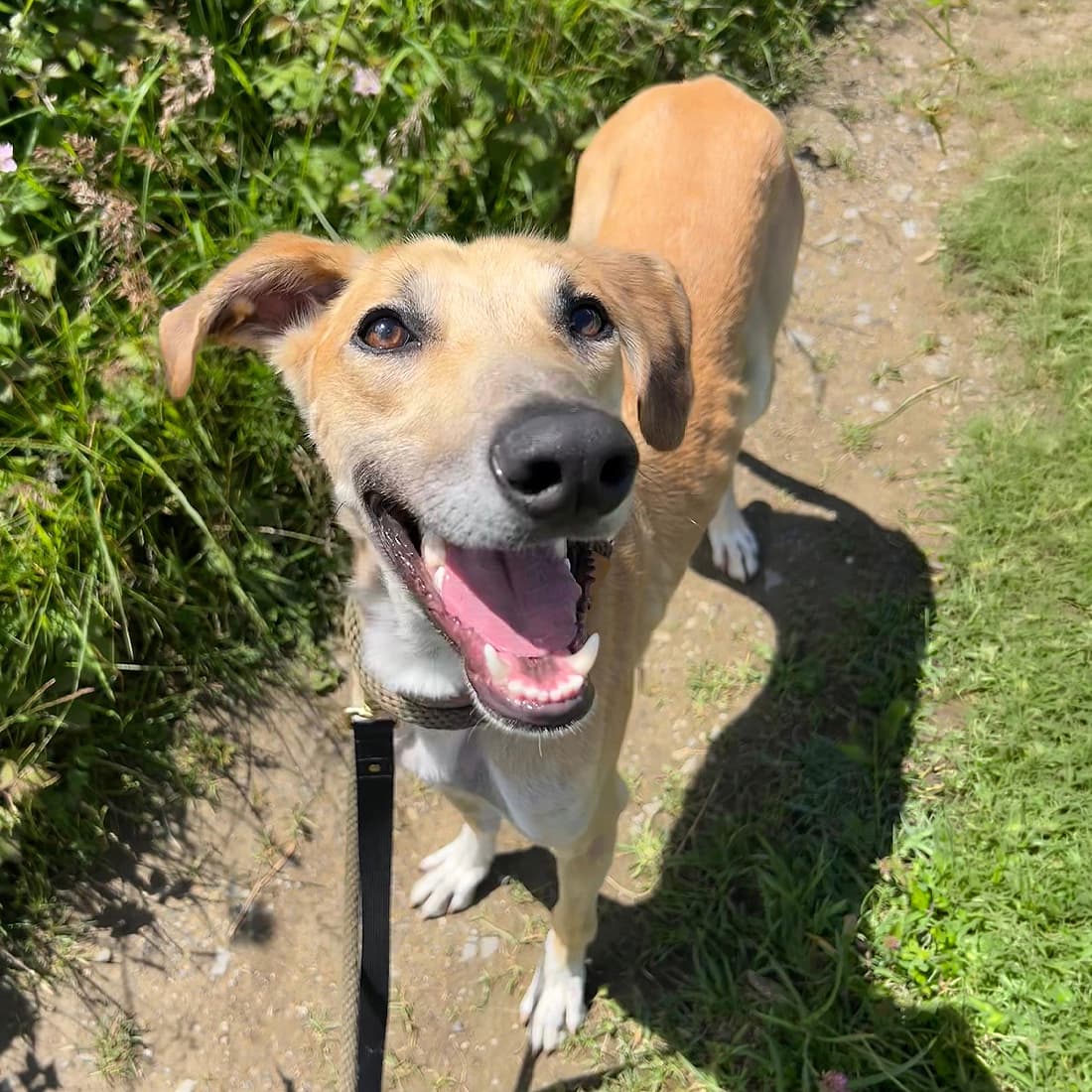 Fred, a Lurcher looking for a home through Dogs Aid Animal Sanctuary