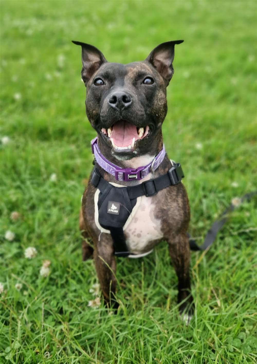 Storm, a Staffordshire Bull Terrier looking for a home through Assisi Animal Sanctuary