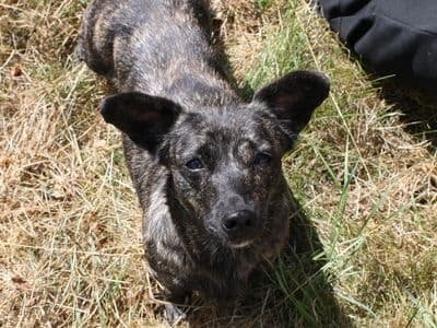 Sunshine, a Crossbreed looking for a home through Dogs Trust Ireland