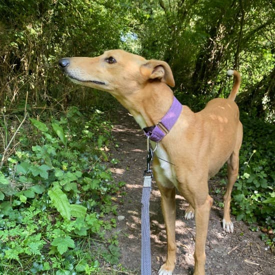 Jasper, a Lurcher looking for a home through Kildare and West Wicklow SPCA (KWWSPCA)