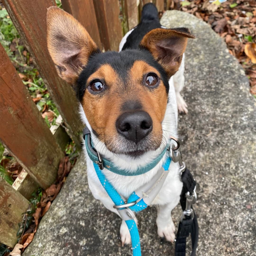 Marley, a JRT X looking for a home through Dogs Aid Animal Sanctuary