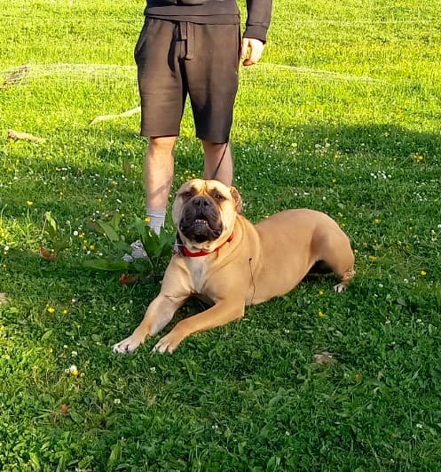 Stormy, a Bullmastiff looking for a home through Burren Animal Rescue