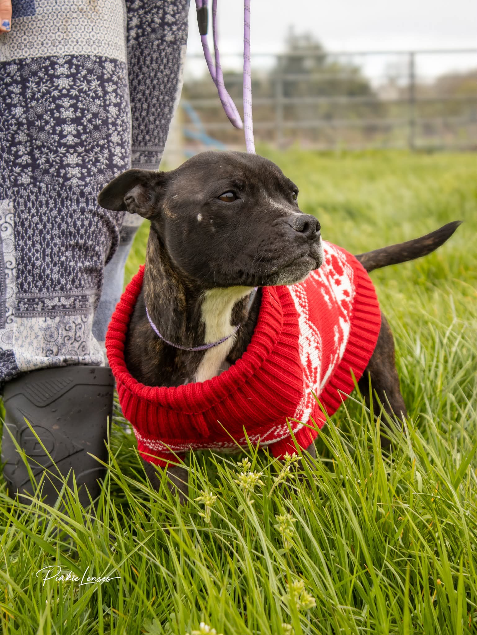 Megan, a Staffy looking for a home through Almost Home Animal Rescue NI