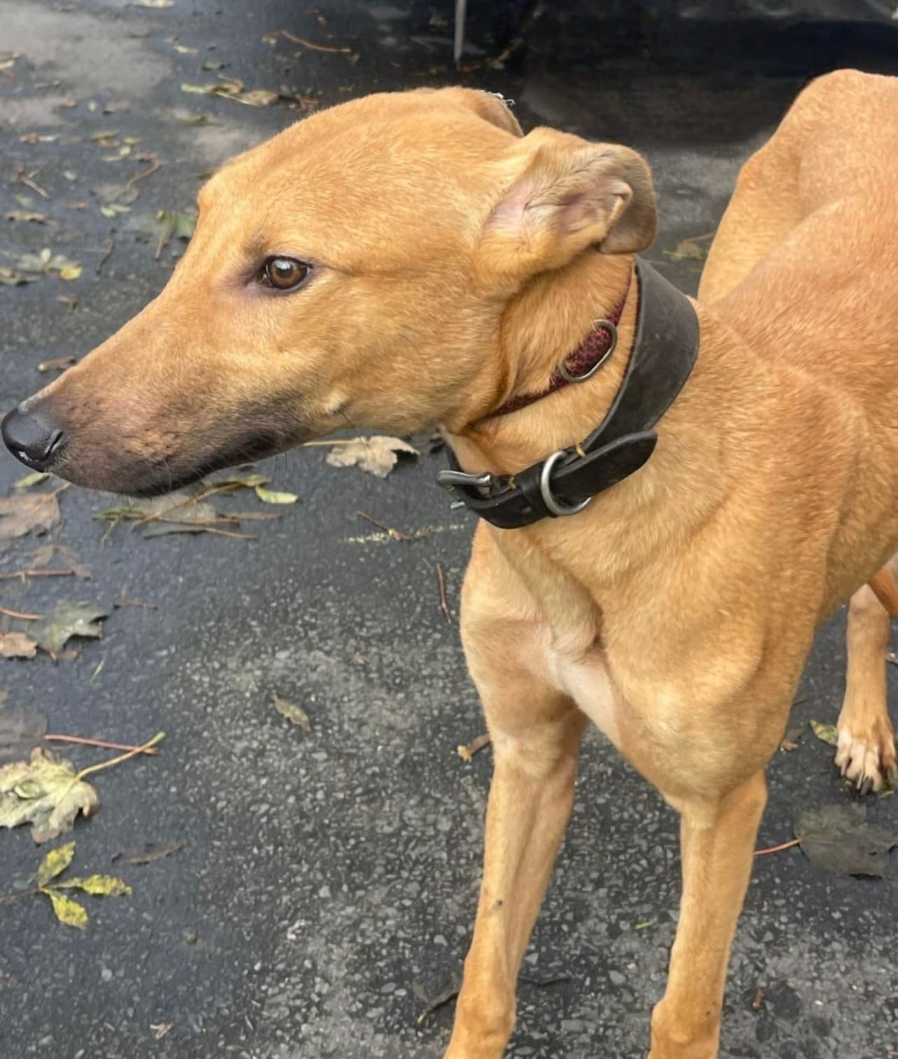 Stan, a Lurcher looking for a home through Almost Home Animal Rescue NI