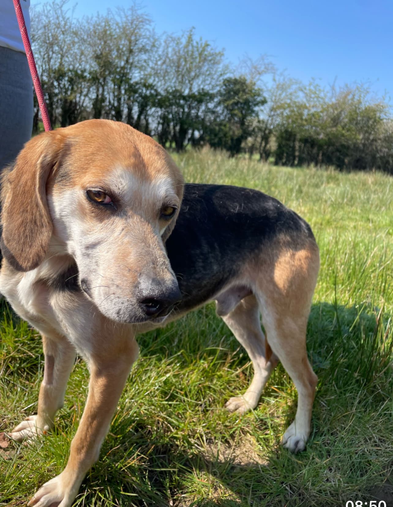 Harry, a Hound looking for a home through Almost Home Animal Rescue NI