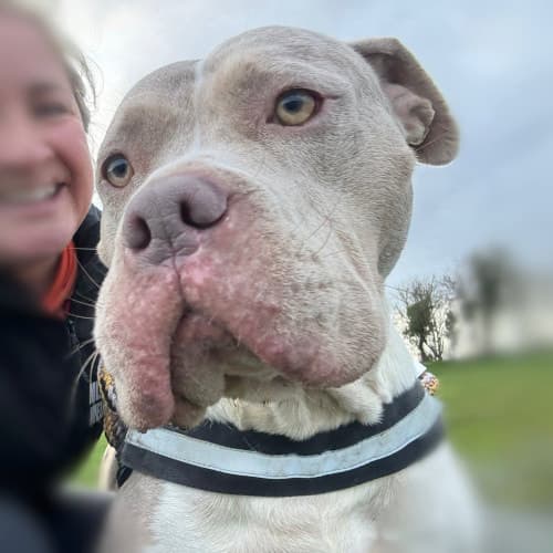Megan, a Crossbreed looking for a home through My Lovely Horse Rescue