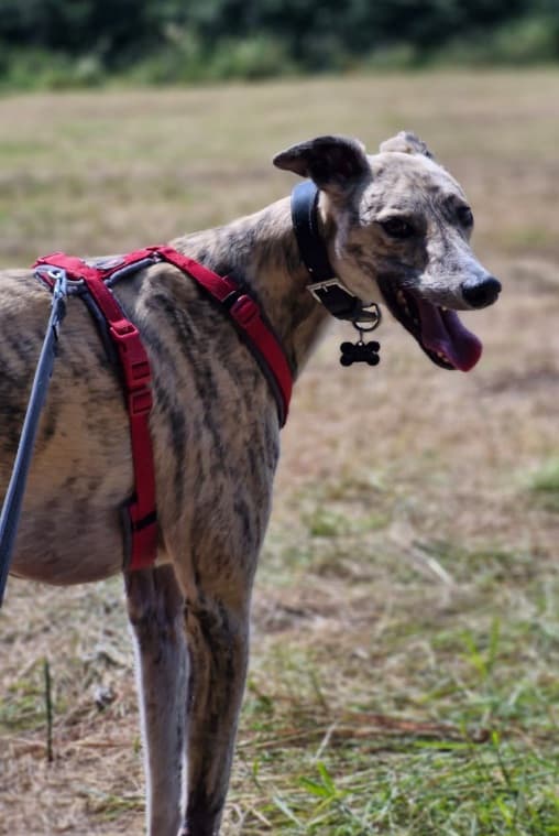 Cu, a Lurcher looking for a home through PAWS Animal Rescue