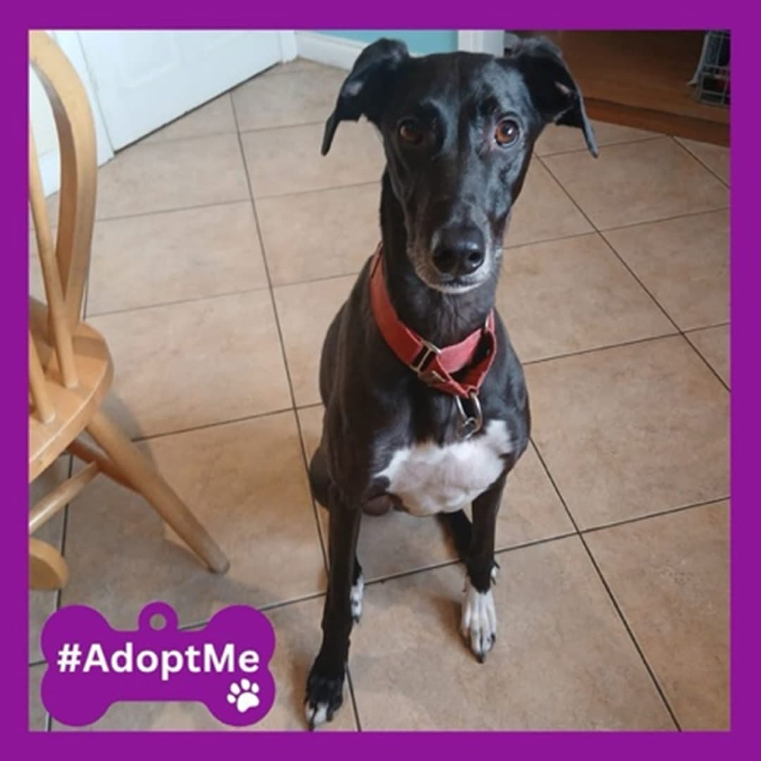 Bolt, a Launcher Cross looking for a home through Last Hope Animal Charity
