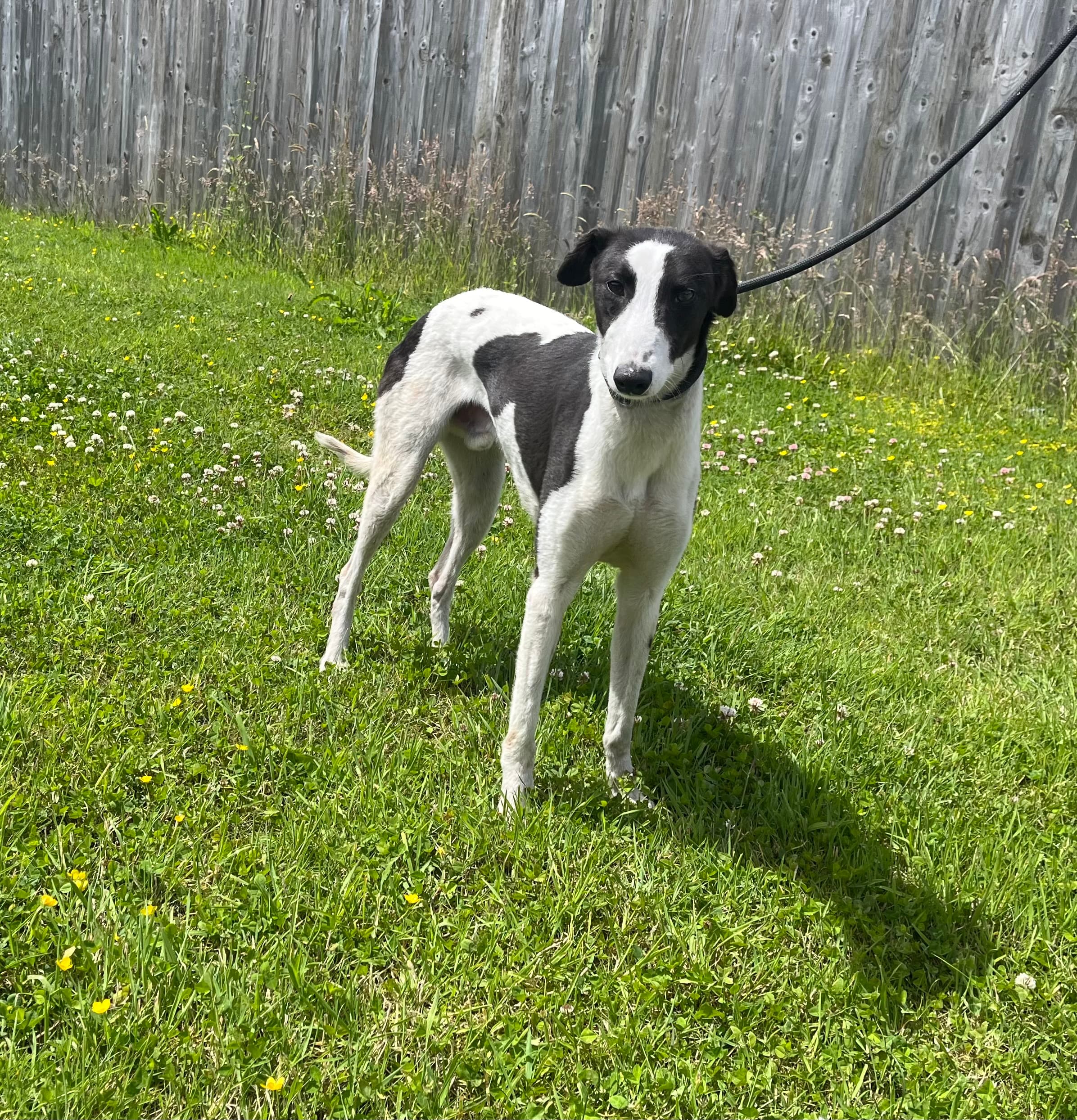 Harry, a Lurcher looking for a home through Wexford Dog Rehoming Centre