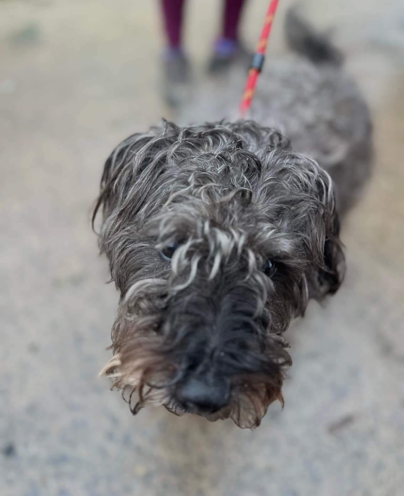 Loki, a Schnauzer x Cairn Terrier looking for a home through Almost Home Animal Rescue NI