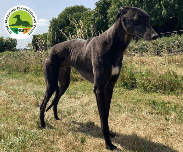 Pluto, a Greyhound looking for a home through Irish Retired Greyhound Trust (IRGT)