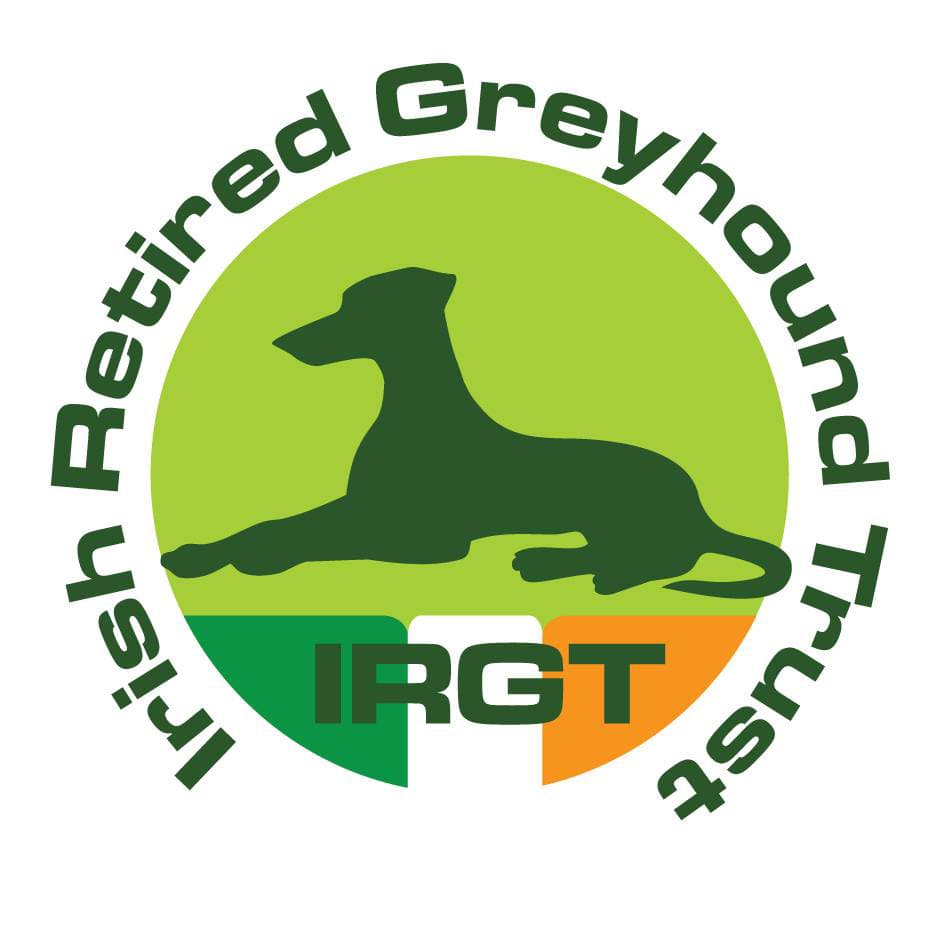 Myles, a Greyhound looking for a home through Irish Retired Greyhound Trust (IRGT)