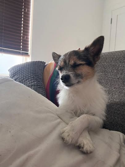 Stewie, a Jack Russell Terrier / Chihuahua Mix looking for a home through Laois SPCA