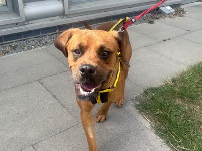 Lennox, a Boxer Cross looking for a home through Dogs Trust Ireland