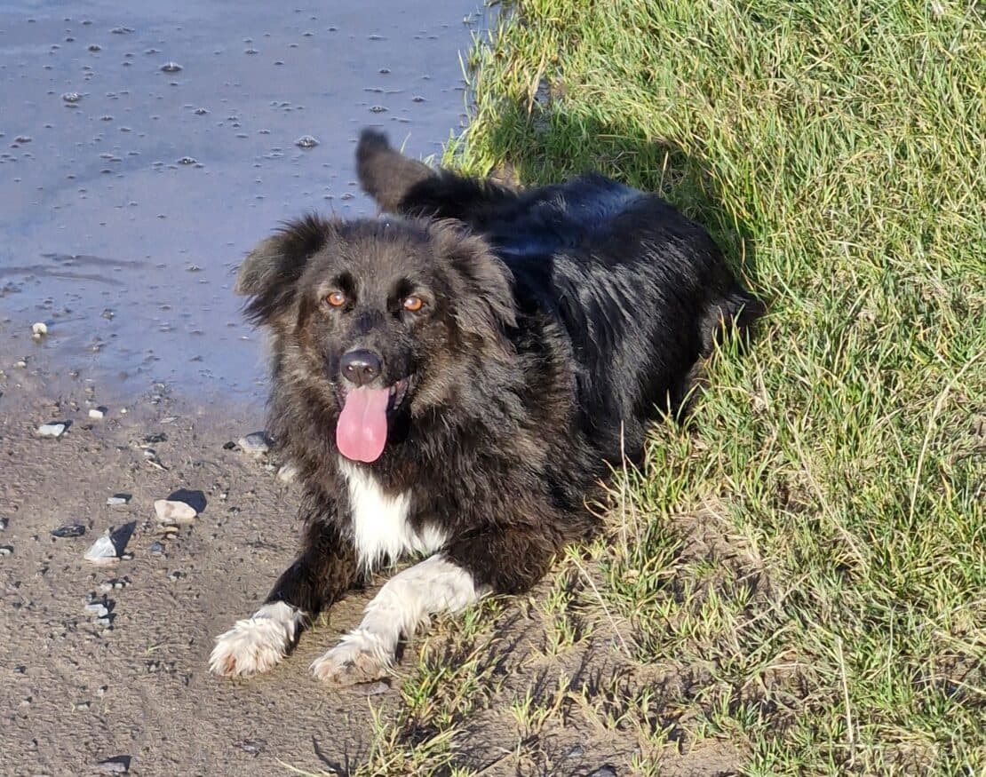 Fiadh, a Collie looking for a home through West Cork Animal Welfare Group