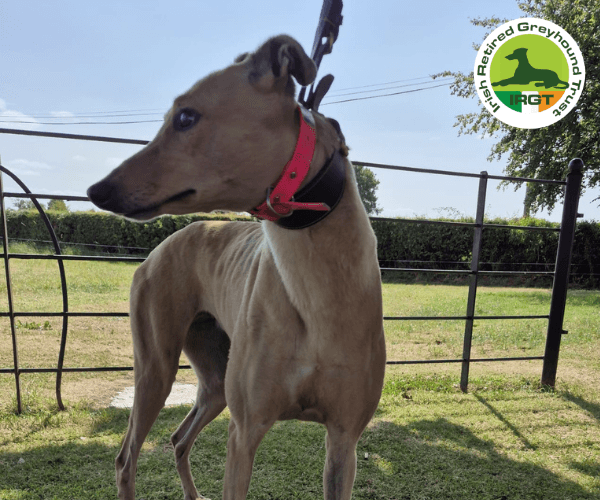 Vi, a Greyhound looking for a home through Irish Retired Greyhound Trust (IRGT)