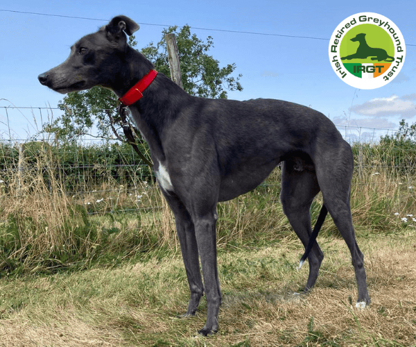 Buddy, a Greyhound looking for a home through Irish Retired Greyhound Trust (IRGT)
