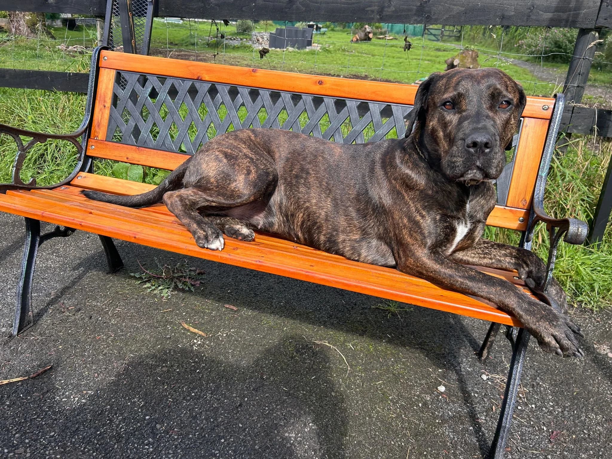 Rowan, a Rottweiler looking for a home through CDPA (Cat and Dog Protection Association of Ireland)