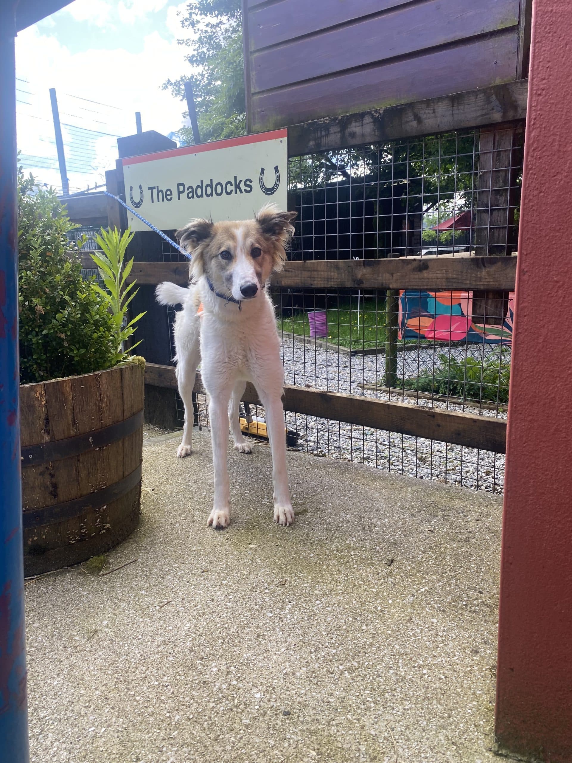 Vidaal, a Lurcher Collie Cross looking for a home through CSPCA (Cork SPCA)