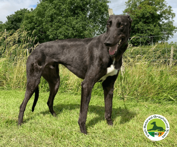 Socks, a Greyhound looking for a home through Irish Retired Greyhound Trust (IRGT)