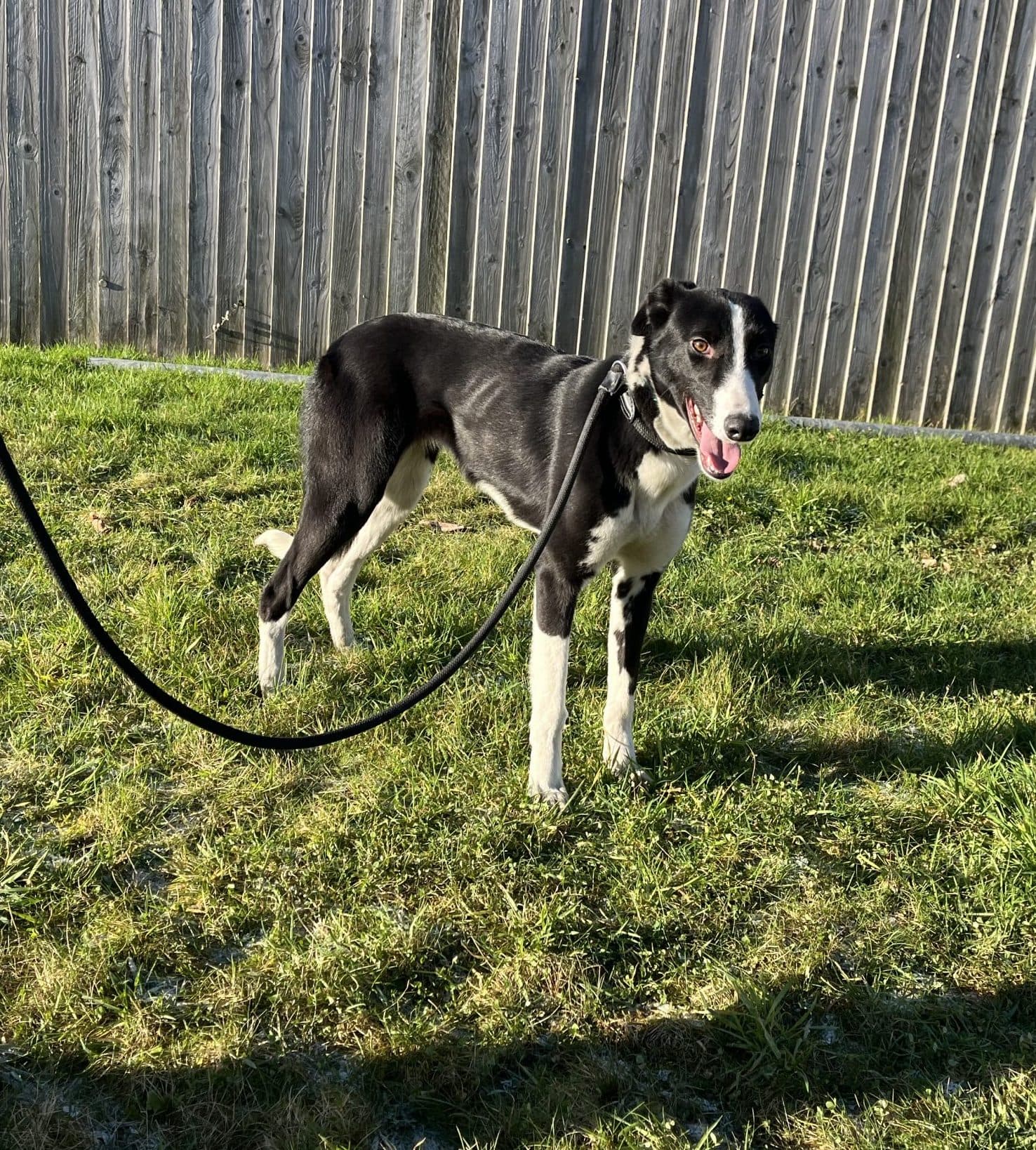 Rosa, a Lurcher Mix looking for a home through Wexford Dog Rehoming Centre
