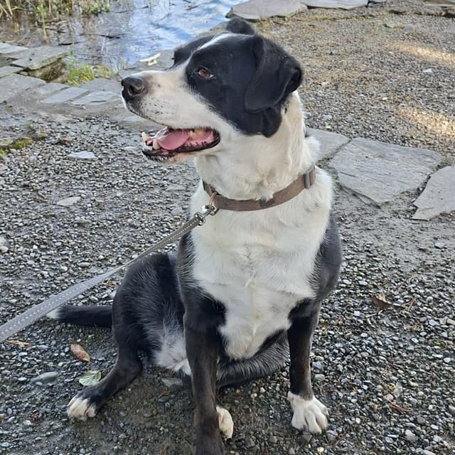 Maya, a Collie mix looking for a home through West Cork Animal Welfare Group