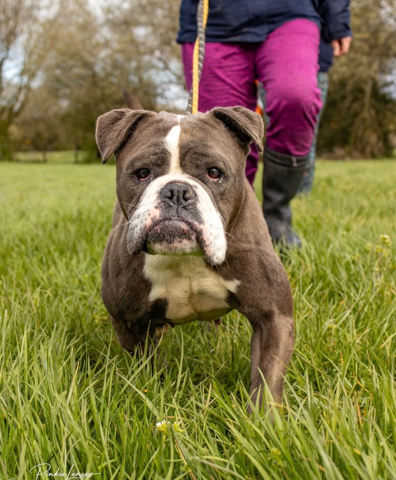 Mercedes, a Bulldog Cross looking for a home through Almost Home Animal Rescue NI