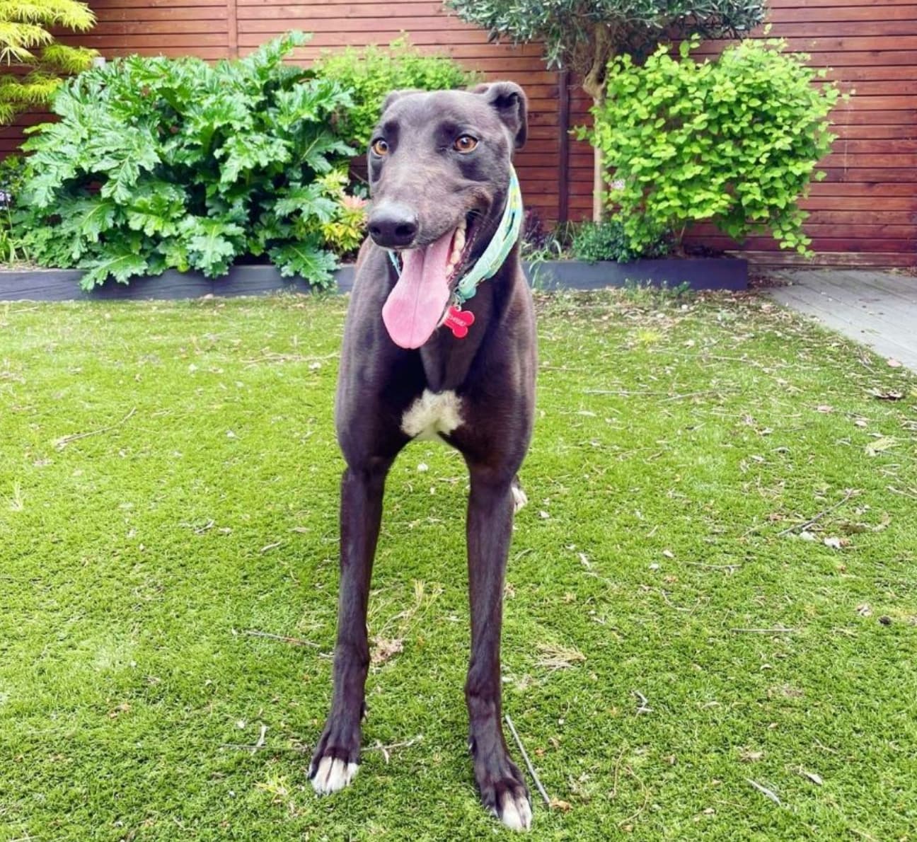 Billy, a Greyhound looking for a home through RIGHT (Rehoming Irish Greyhounds Team)