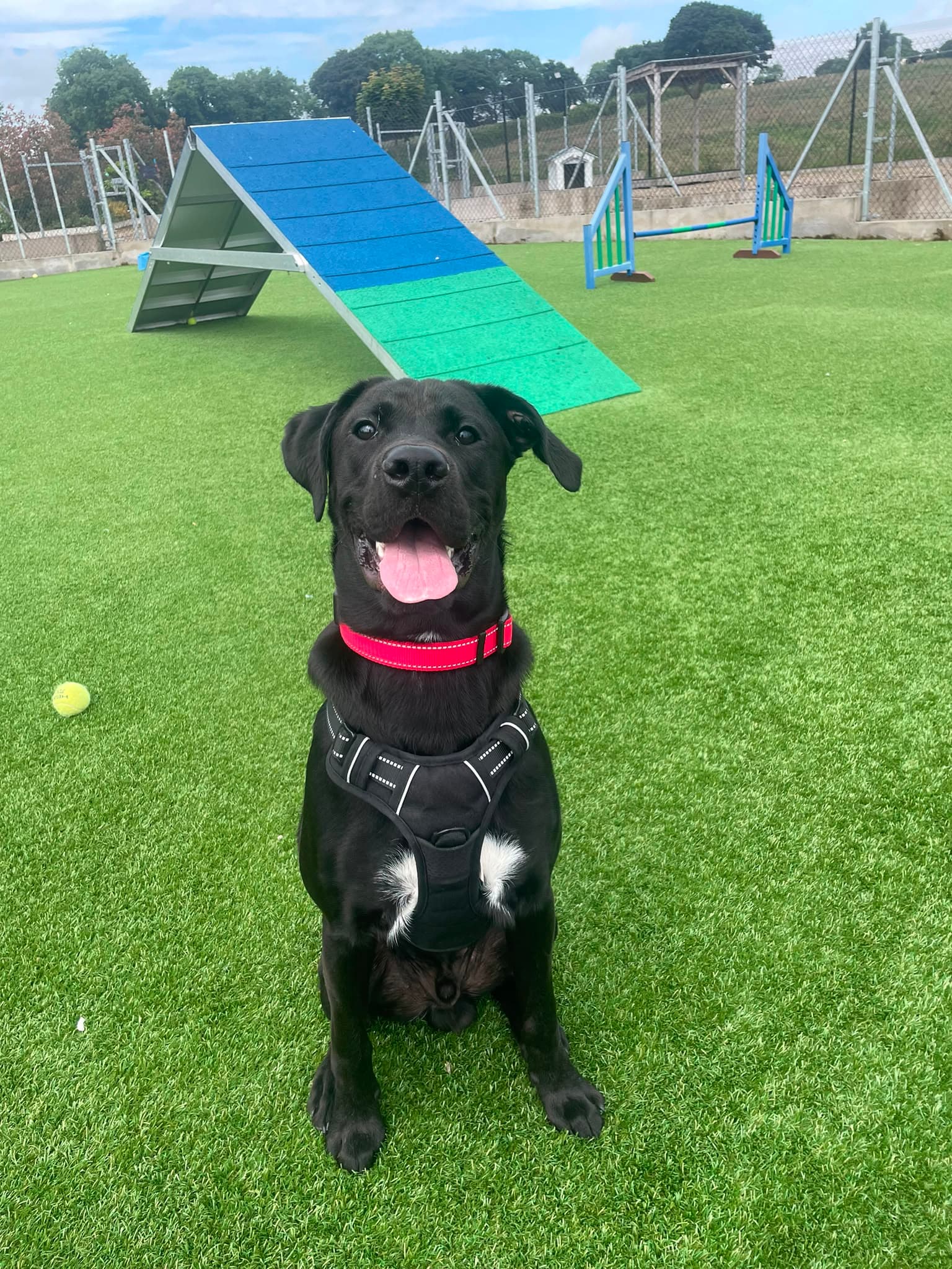 Buddy, a Border Collie x Boxer looking for a home through Mid Antrim Animal Sanctuary