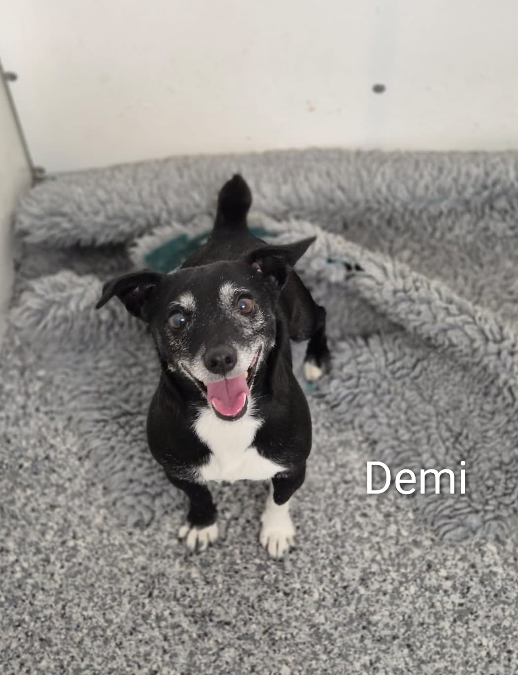 Demi, a JRT looking for a home through Dogs Aid Animal Sanctuary