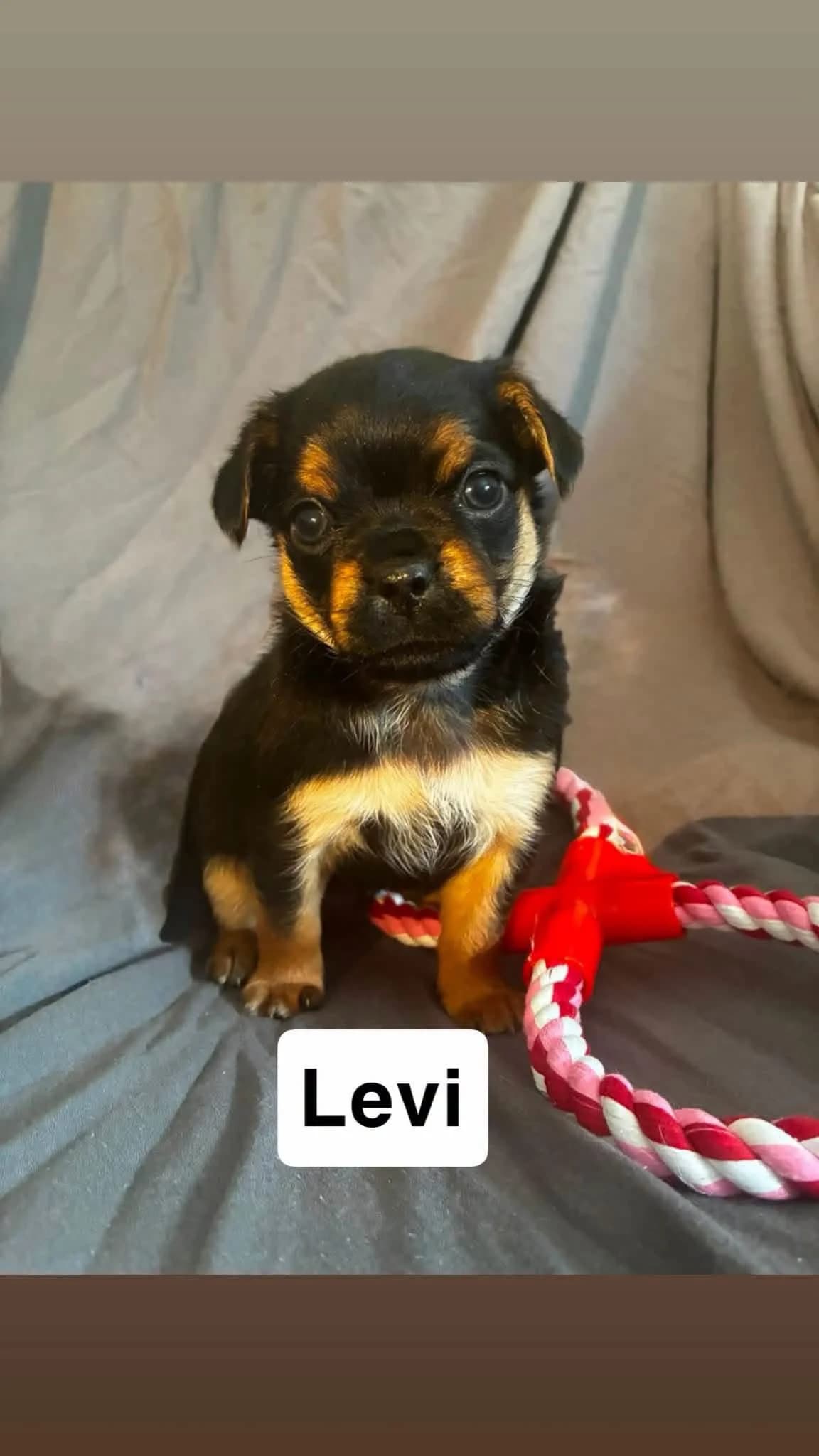 Levi, a Crossbreed looking for a home through Dogs in Distress