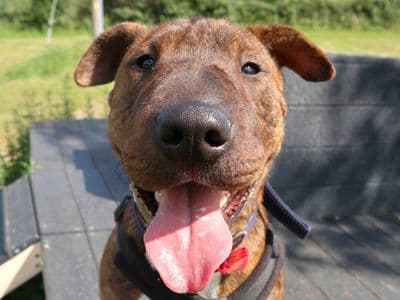 Dave, a Terrier (Staffordshire Bull) Cross looking for a home through Dogs Trust Ballymena