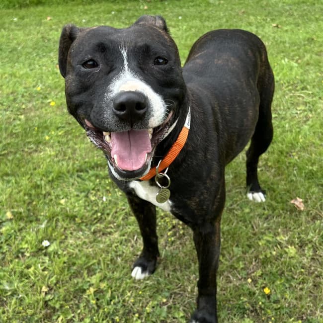 Luna, a Crossbreed looking for a home through Northern Ireland Staffordshire Bull Terrier Rescue