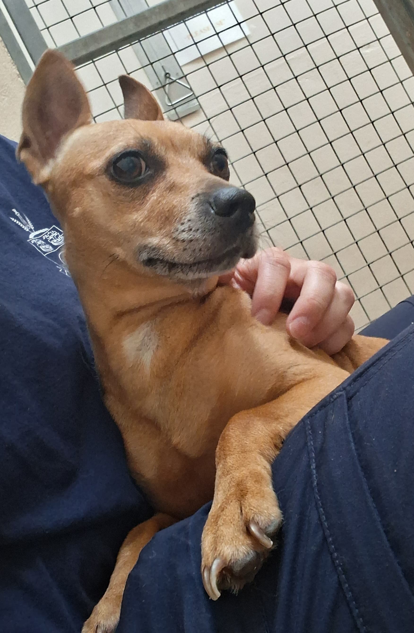11863, a Crossbreed looking for a home through Louth County Council Dog Pound