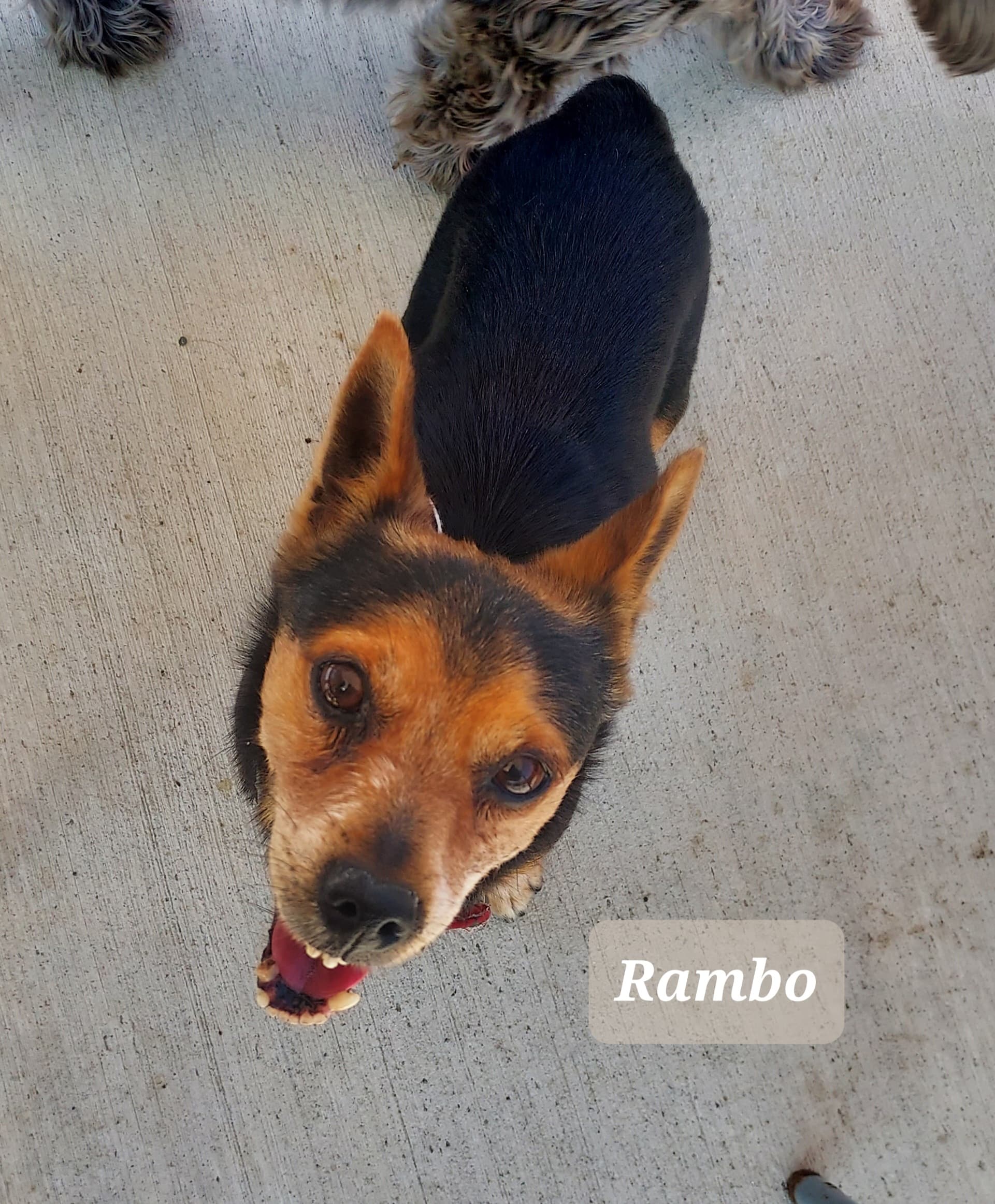 Rambo, a JRT looking for a home through Dogs Aid Animal Sanctuary