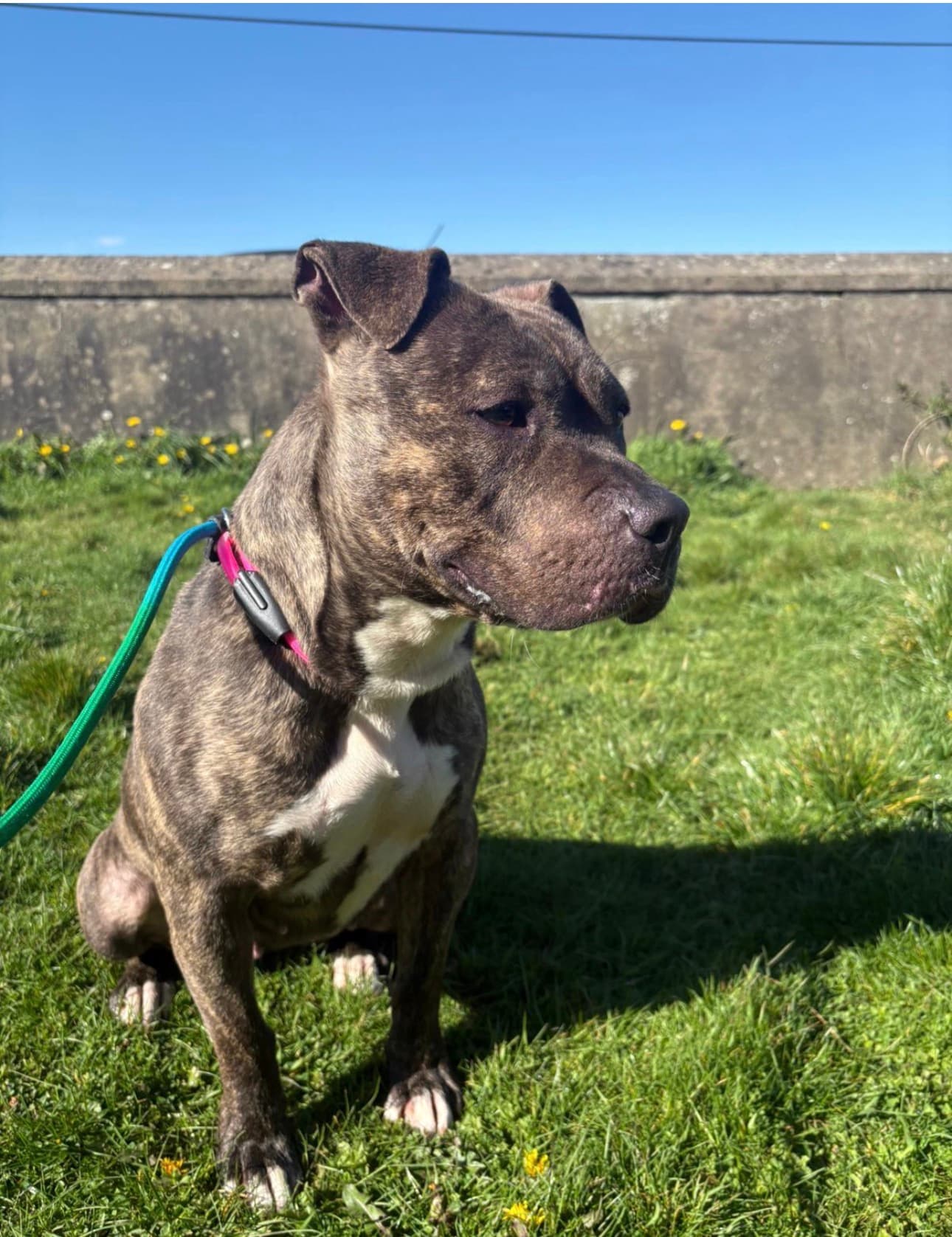 Smokey, a Staffy Cross looking for a home through Almost Home Animal Rescue NI