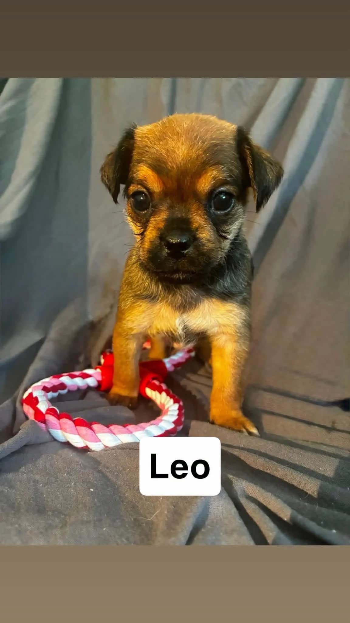 Leo, a Crossbreed looking for a home through Dogs in Distress