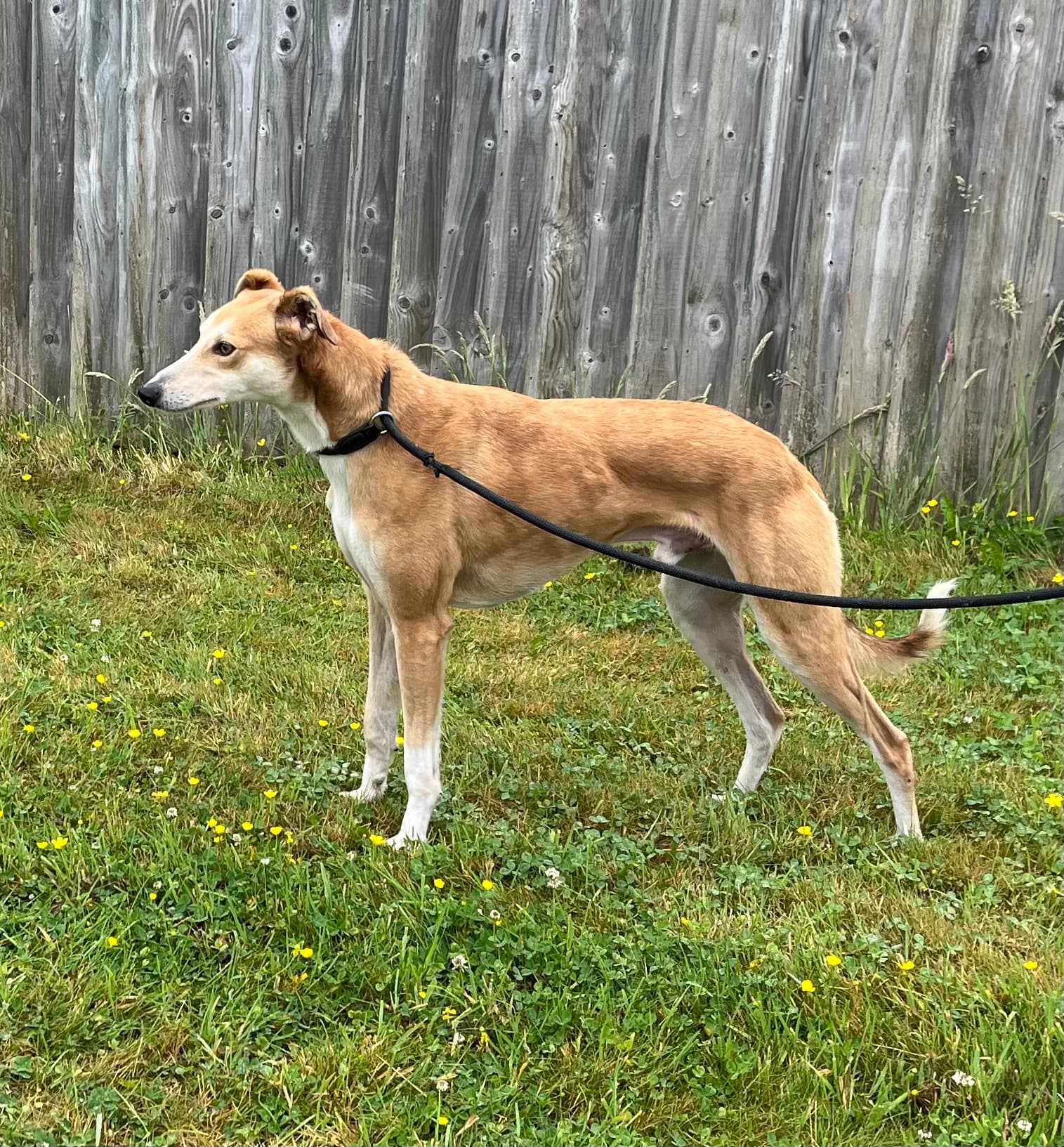 Diego, a Lurcher looking for a home through Wexford Dog Rehoming Centre