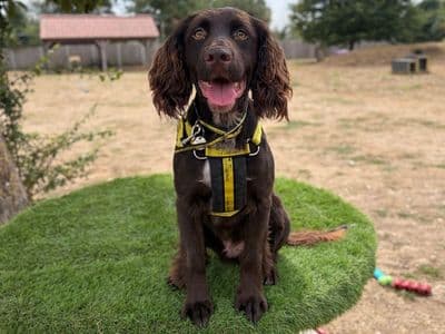 Suede, a Spaniel (English Springer) Cross looking for a home through Dogs Trust Ballymena