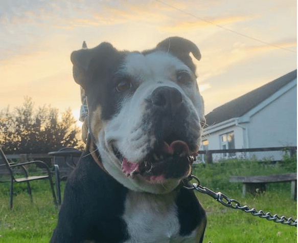 Bella, a Crossbreed looking for a home through My Lovely Horse Rescue