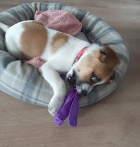 Archie, a Jack Russell Cross looking for a home through Mayo SPCA