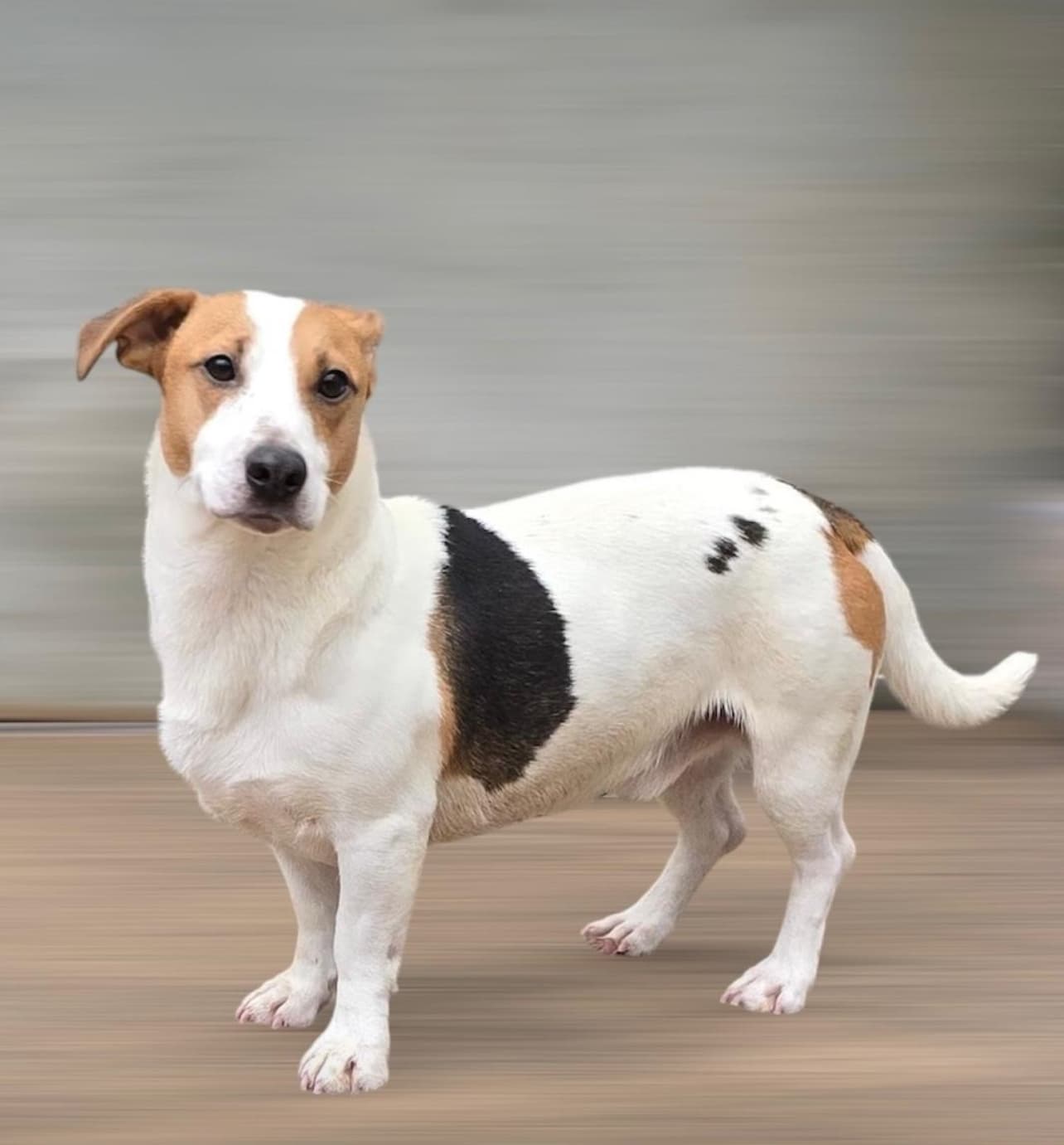 Monty, a Jack Russell x Dachshund looking for a home through Almost Home Animal Rescue NI