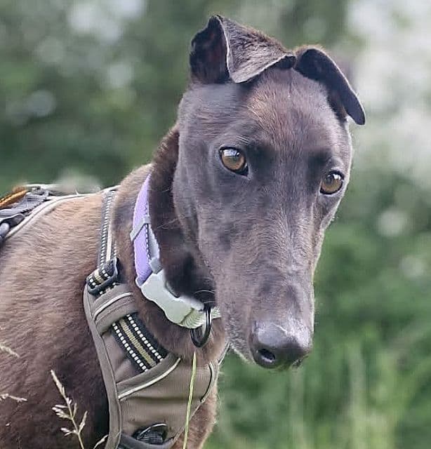 Ruby, a Greyhound looking for a home through PAWS Animal Rescue