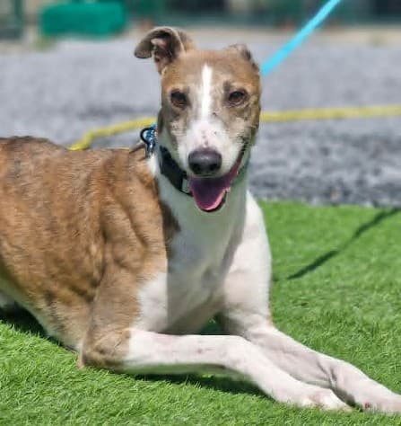 Brody, a Lurcher looking for a home through PAWS Animal Rescue