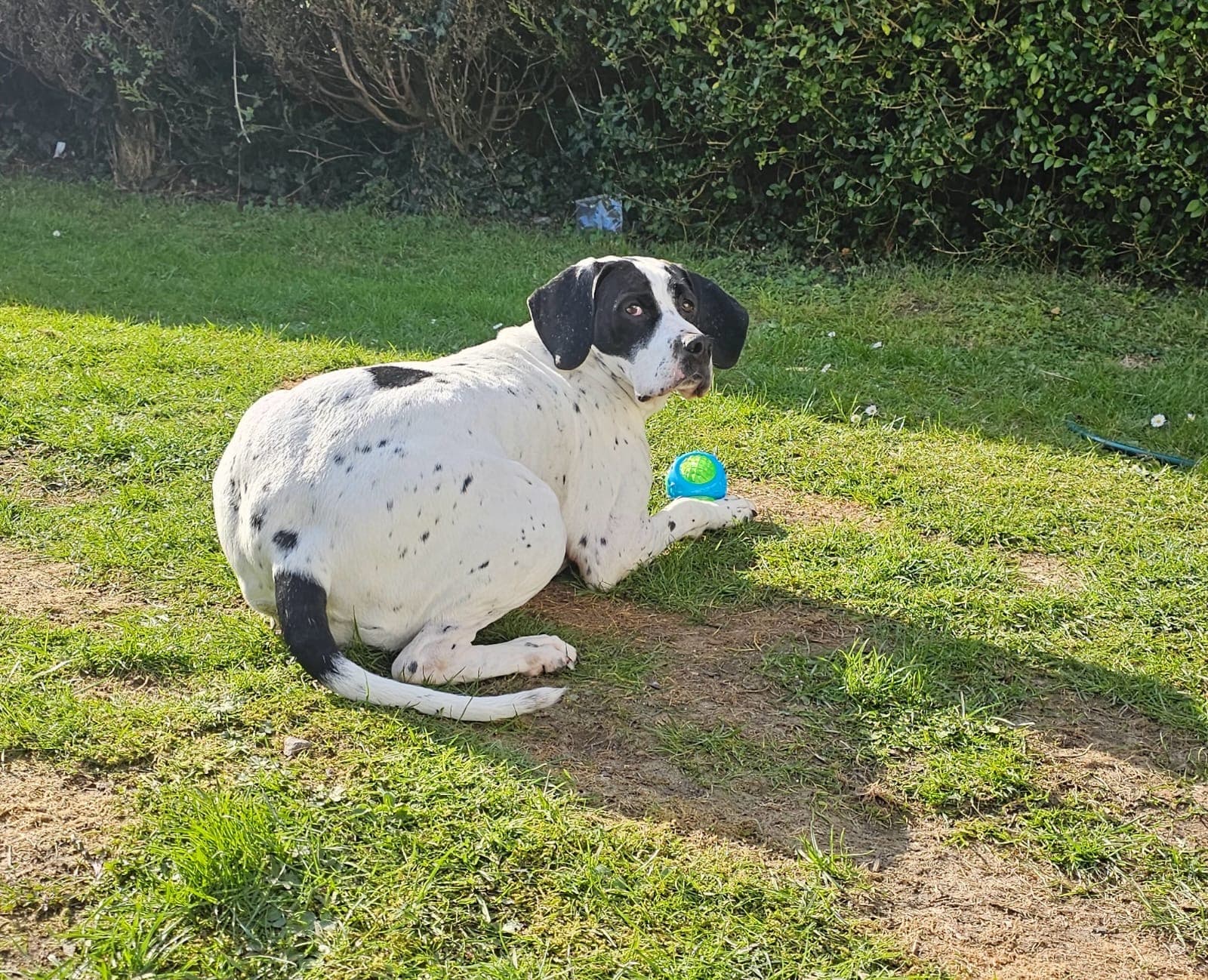 Dorothy, a Pointer Cross looking for a home through Almost Home Animal Rescue NI