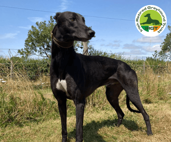 Dinny, a Greyhound looking for a home through Irish Retired Greyhound Trust (IRGT)