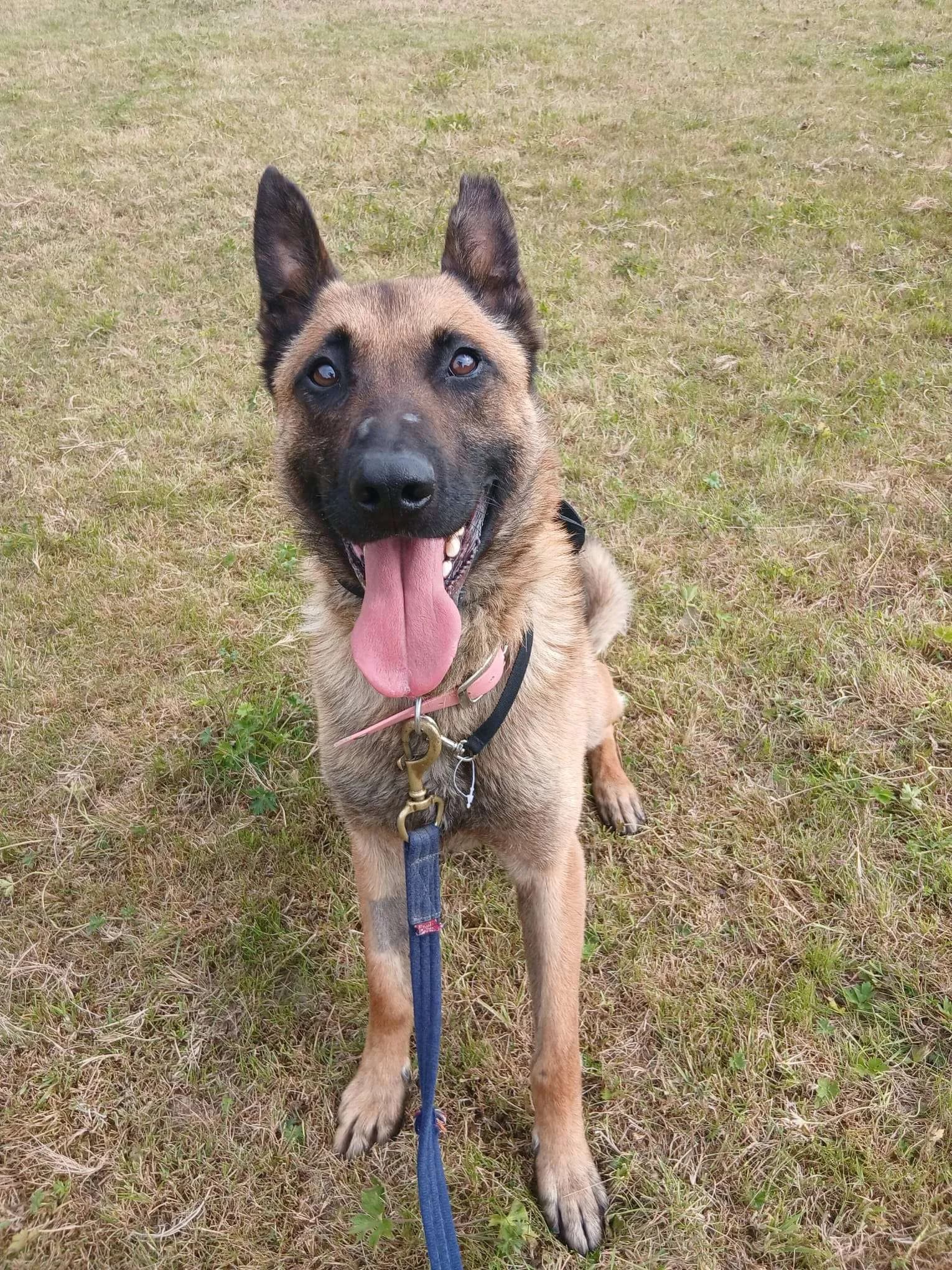 Gino, a German Shepherd looking for a home through NSPCA (formerly ISPCA / DSPCA)