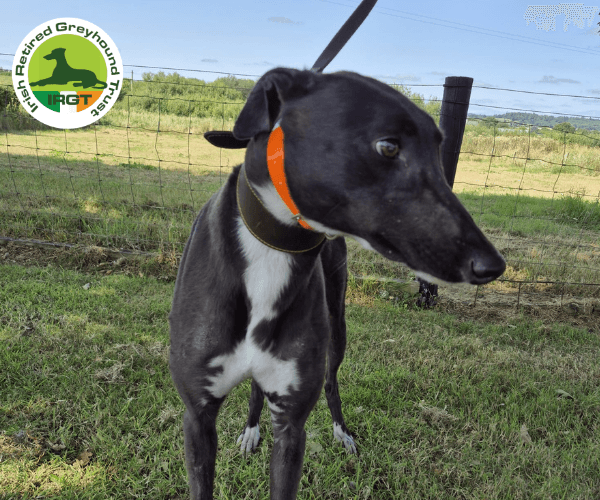 Sparkle, a Greyhound looking for a home through Irish Retired Greyhound Trust (IRGT)
