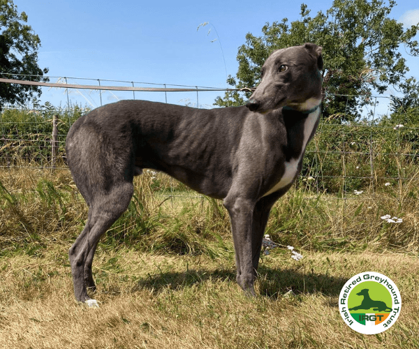 Dingo, a Greyhound looking for a home through Irish Retired Greyhound Trust (IRGT)