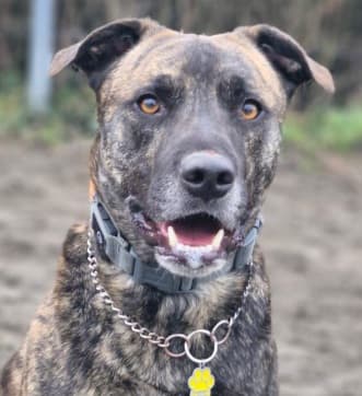 Cricket, a Shepherd Cross looking for a home through PAWS Animal Rescue